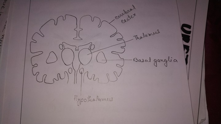 brain