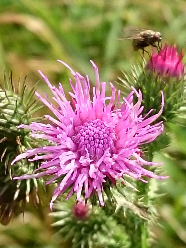 Distelblüte mit Fliege