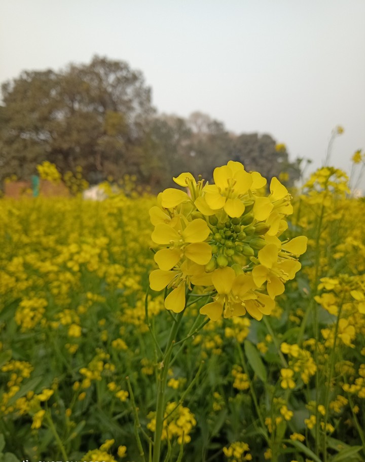 mustard flower