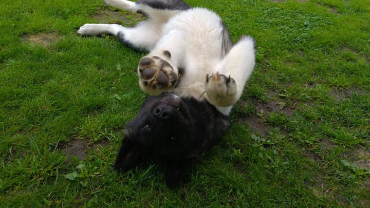 American Akita
