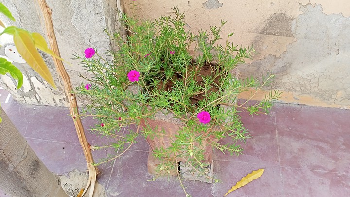 lovely flowers ❤️??