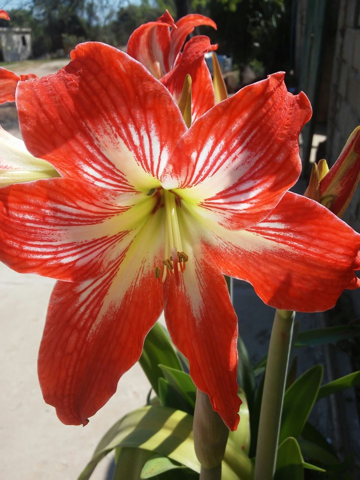 Hermosa flor