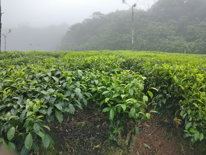 tea plant