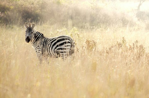 Zebra crossing
