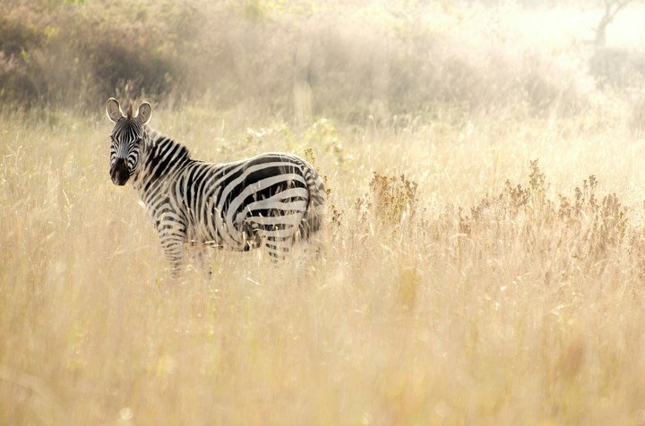 Zebra crossing