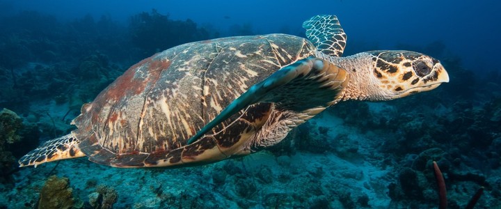 sea turtle Turks and Caicos