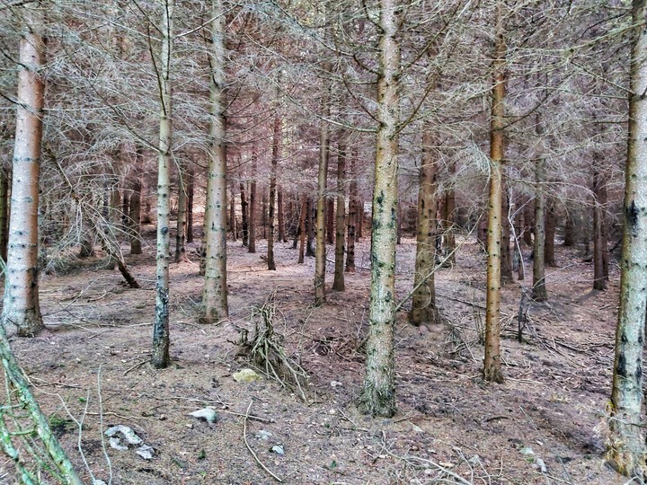 Forest