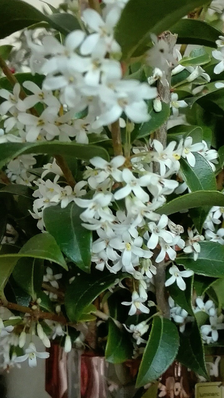 Jasmin de mon jardin !!!!
