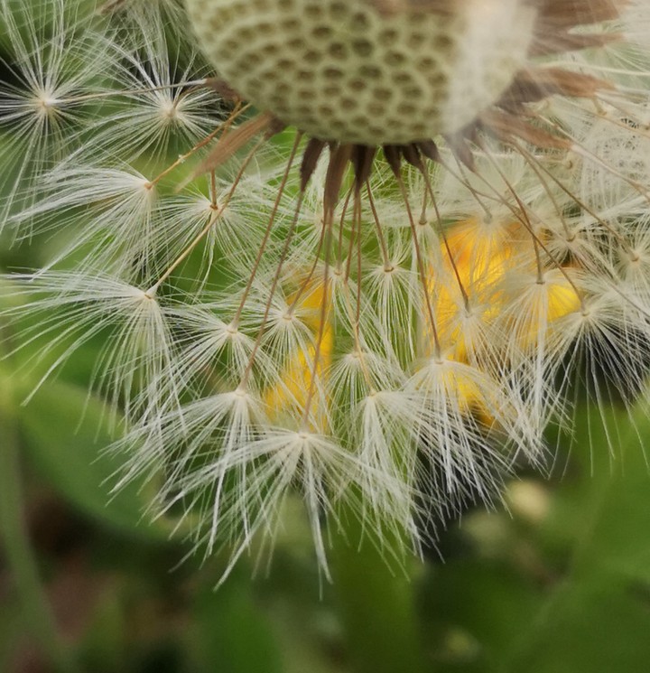Löwenzahn, Pusteblume, MacroBild