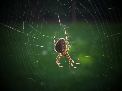 Spider