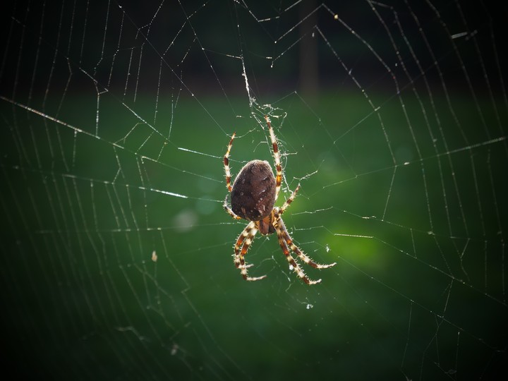Spider