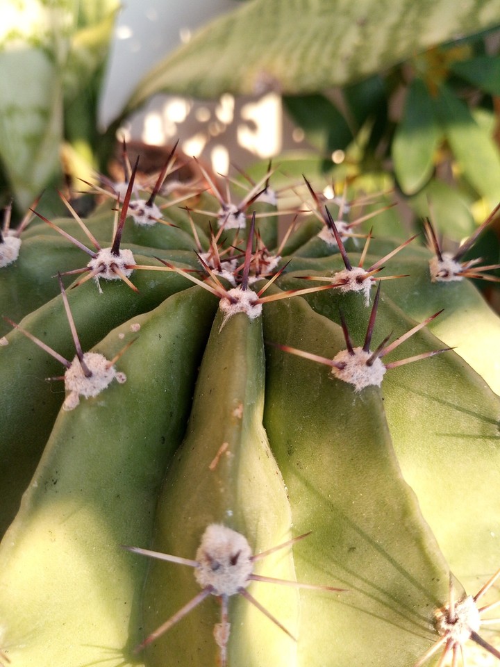 cactus adana castus