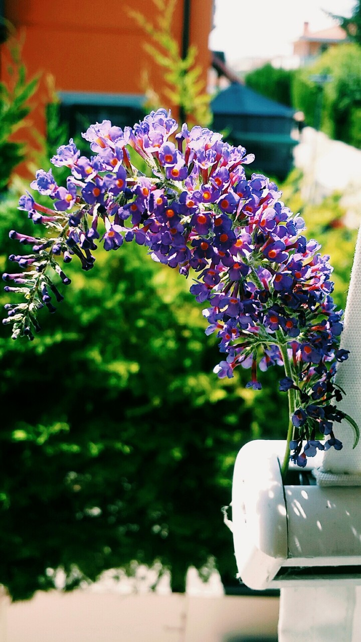 Flower of butterfly