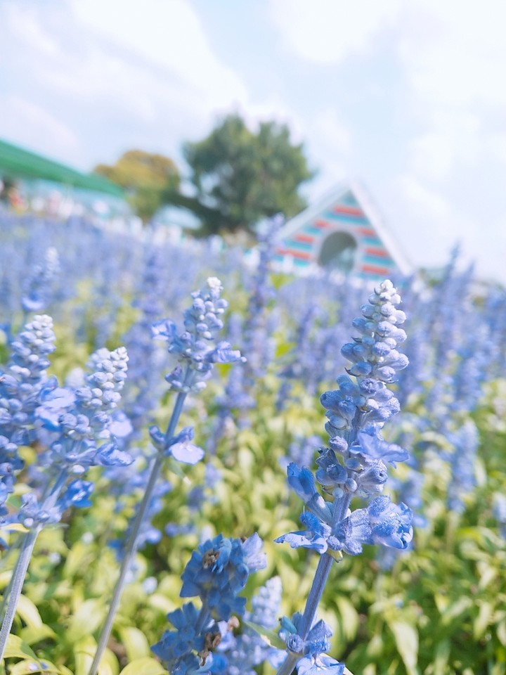 Flowers sea