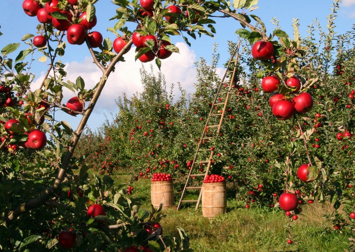 Orchard
