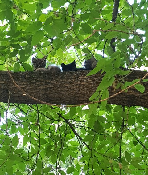 котята