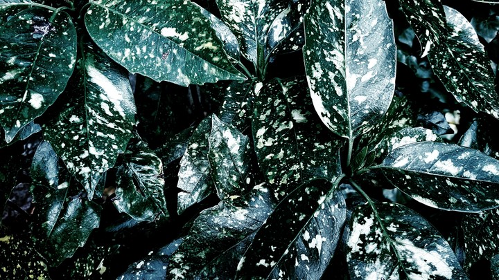 Green Plant