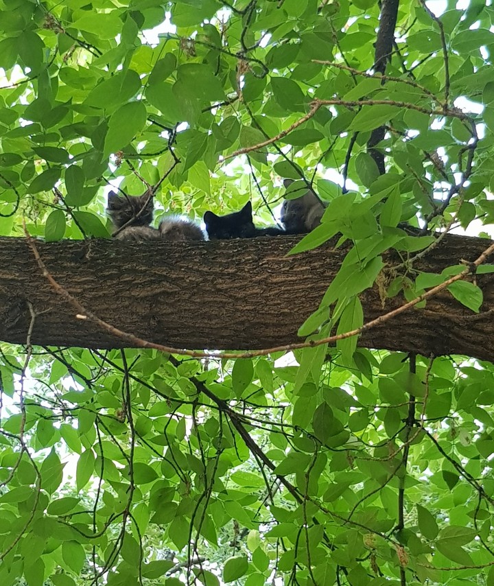 котята