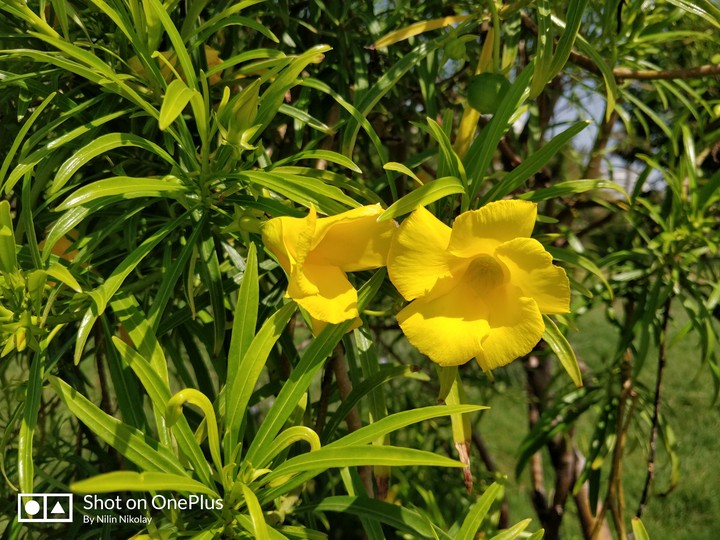 flower