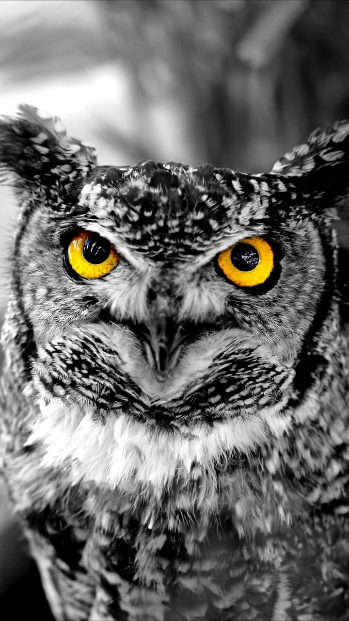 owl