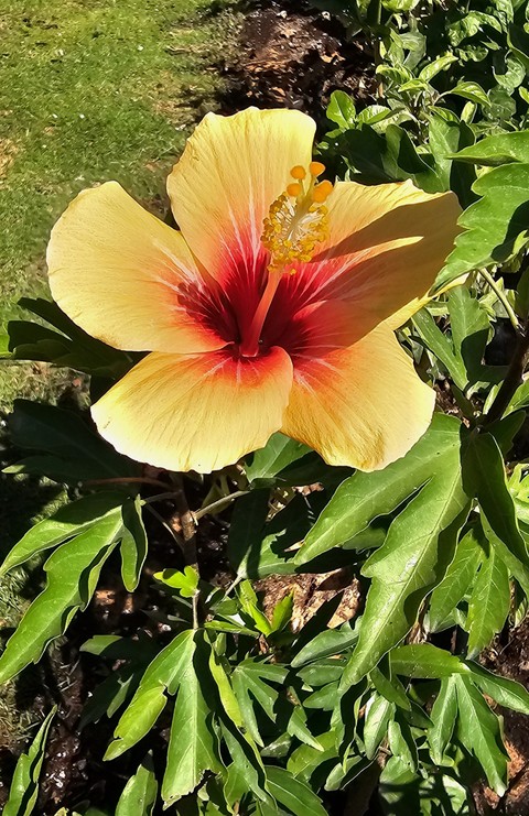 ταπετσαρίες flower, botany