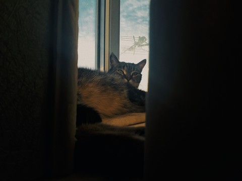 Котя