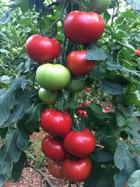tomato