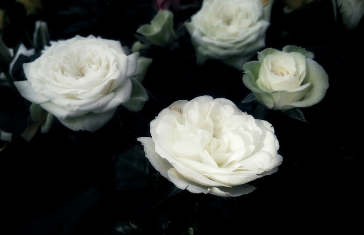 white roses