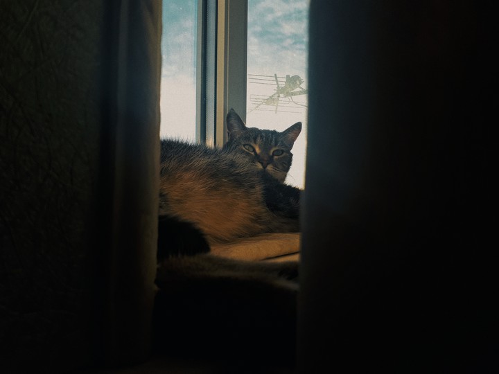 Котя
