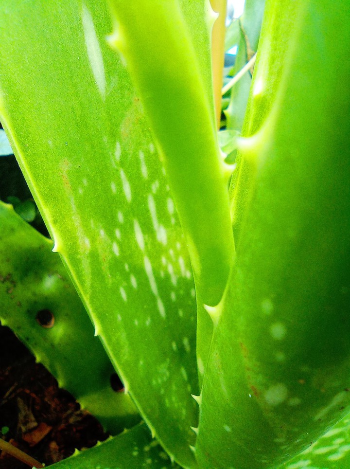 Aloevera