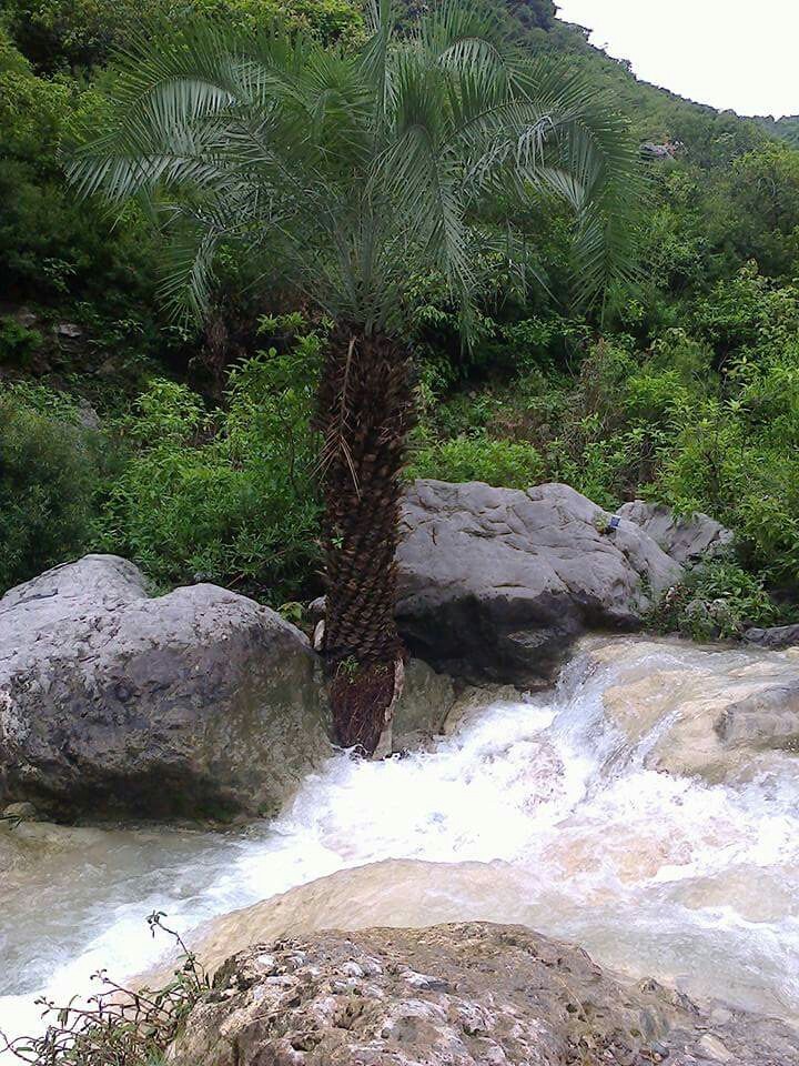 my capture