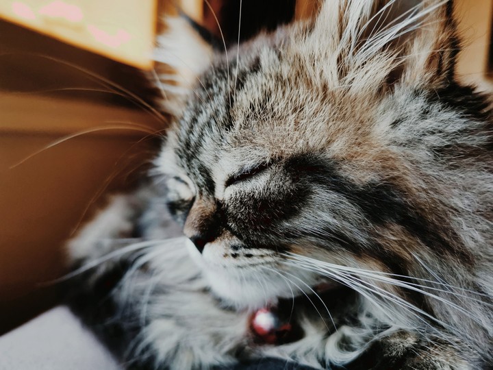 Leo