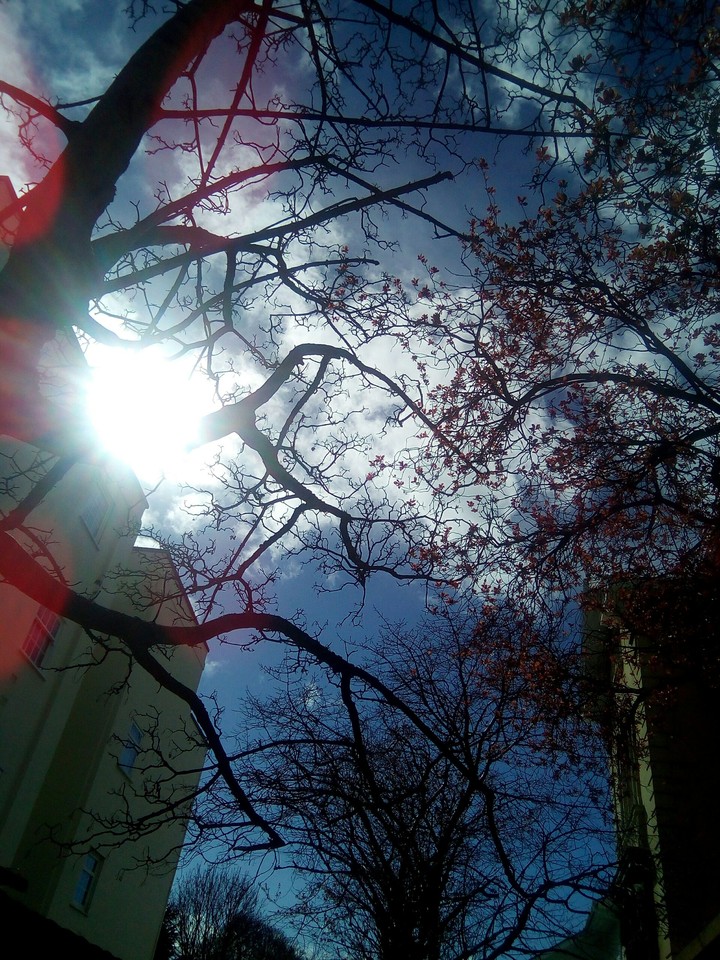 trees