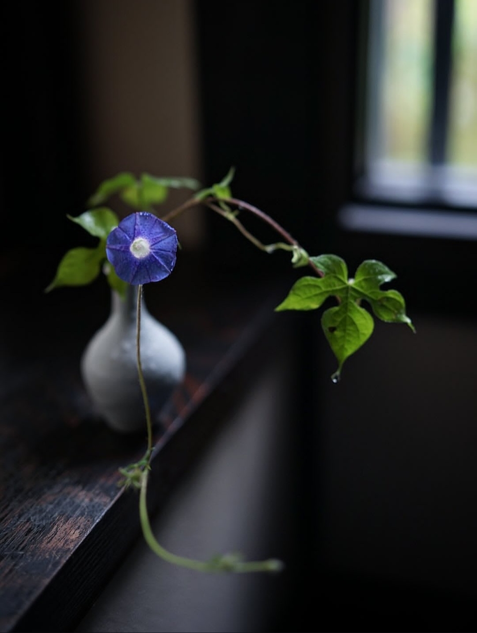 morning-glories, dayflowers Hintergrundbilder