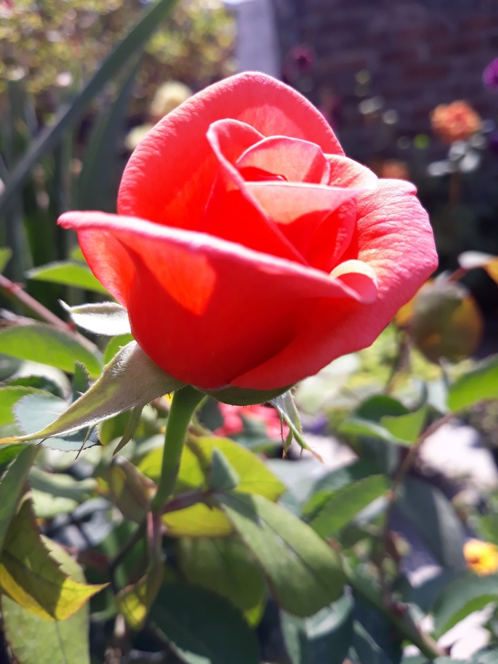 photo from my garden
