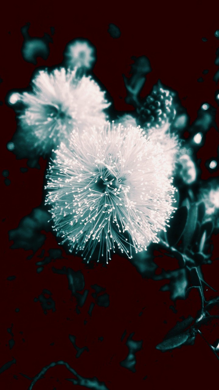 Fairy Flower