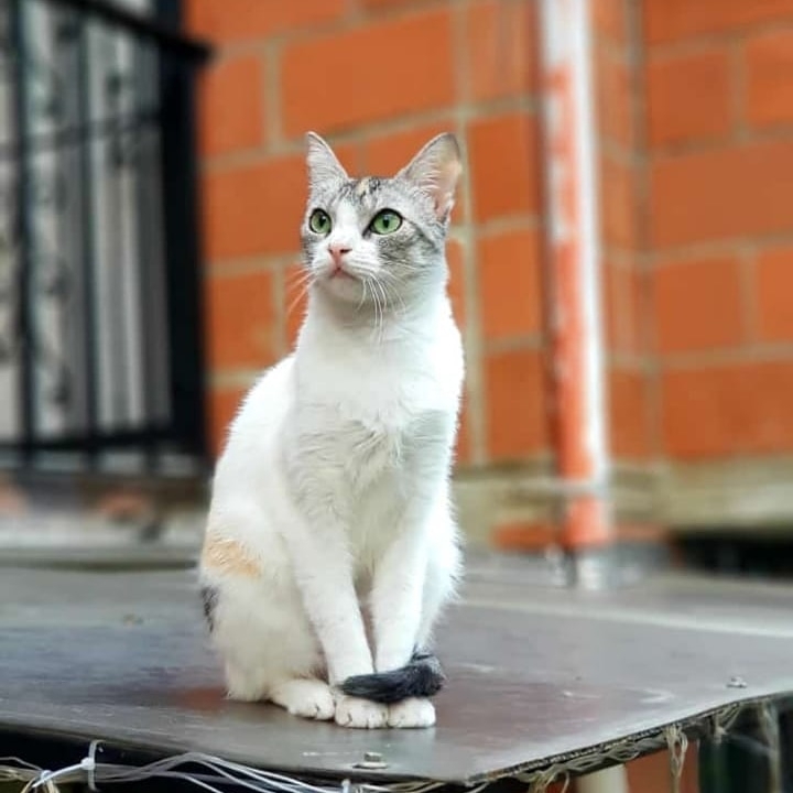 gatos canela
