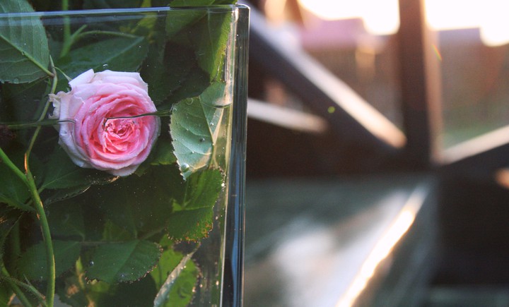 rose