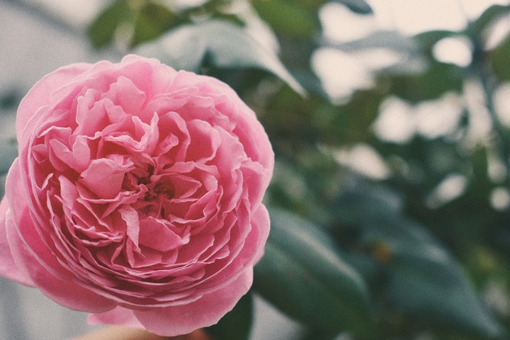 lovely rose