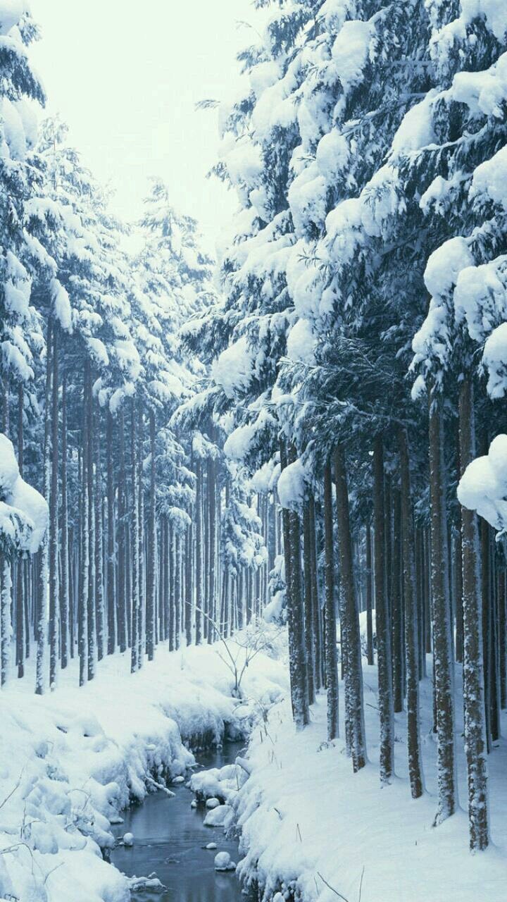 Snowy Forest