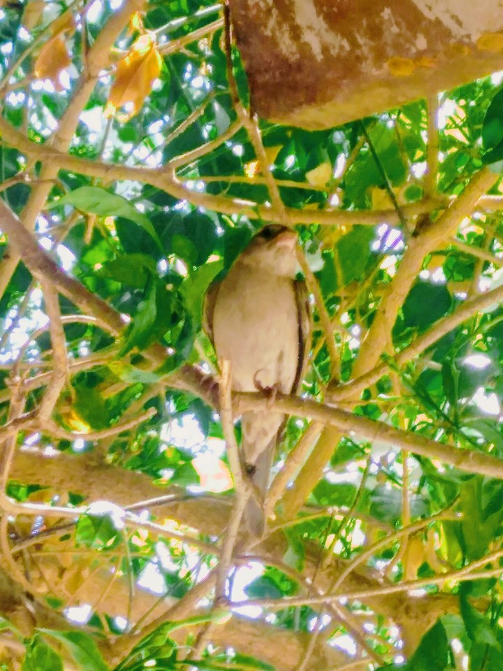 chakli bird