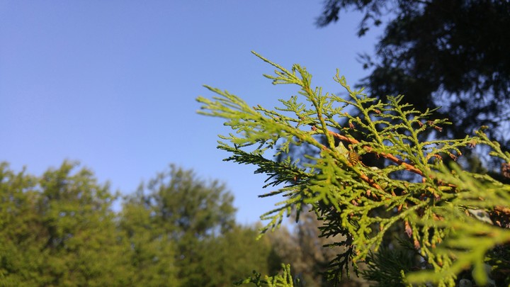 forest