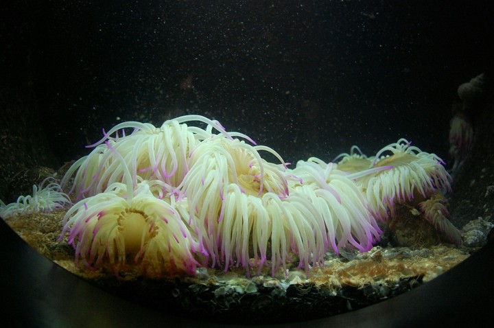 Aquarium life