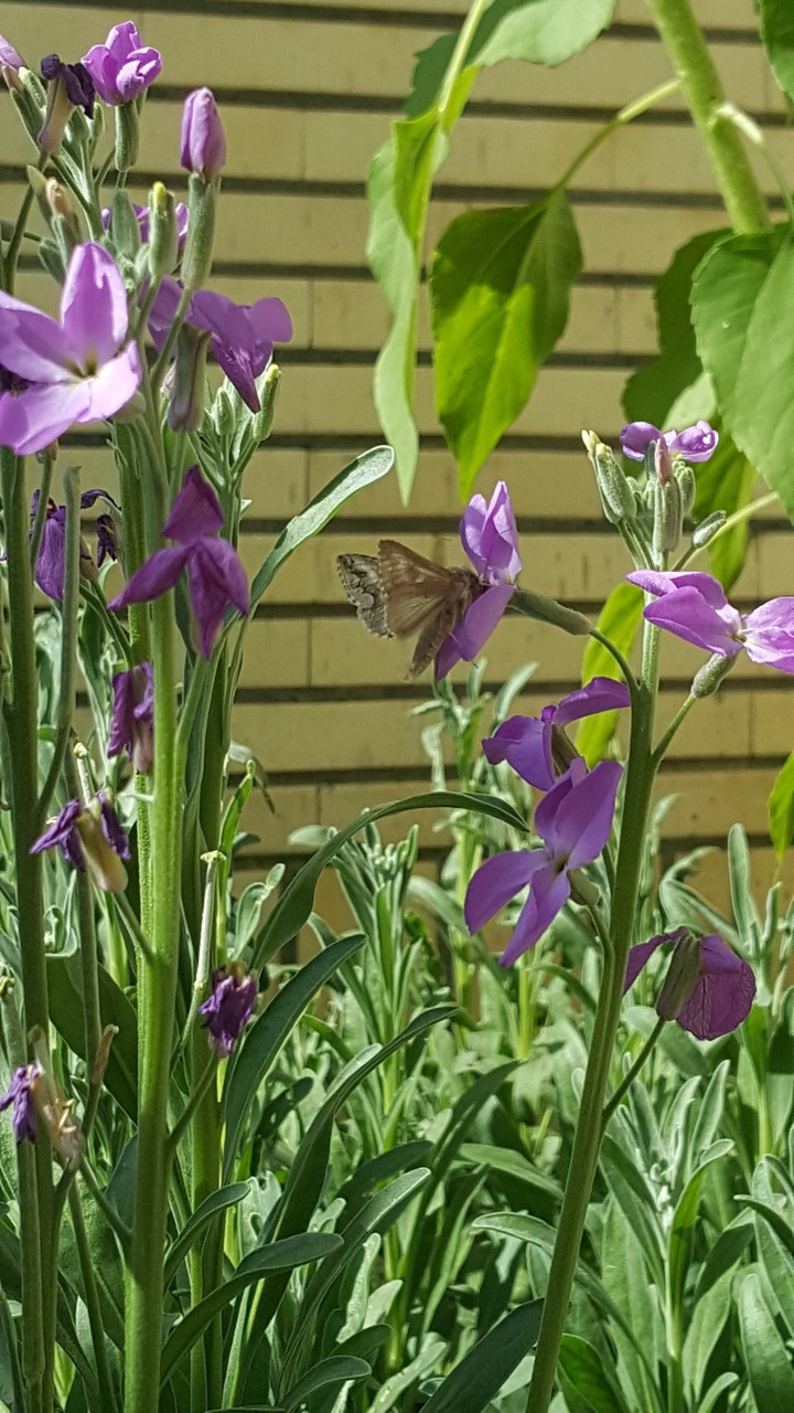 Butterflies on Flowers