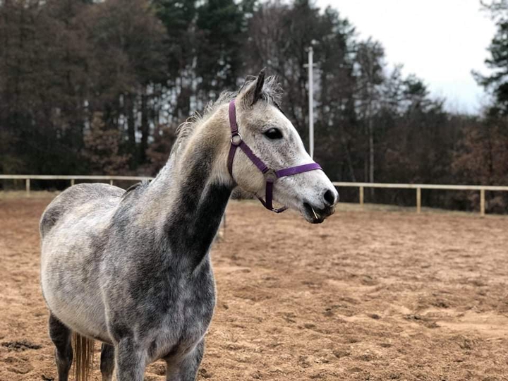 Arabka