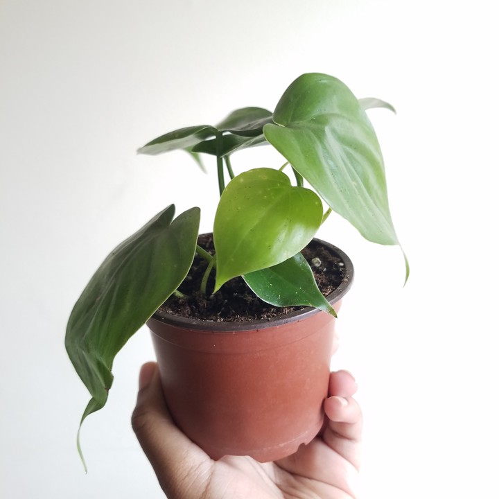 Heartleaf Philodendron