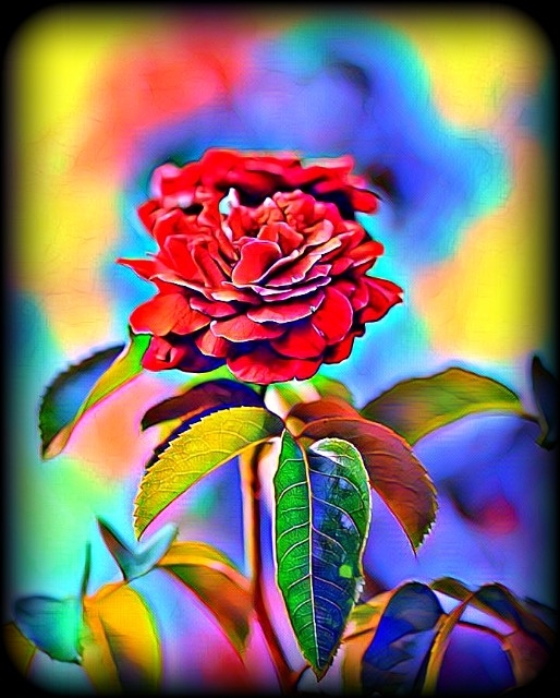 Beautiful rose.