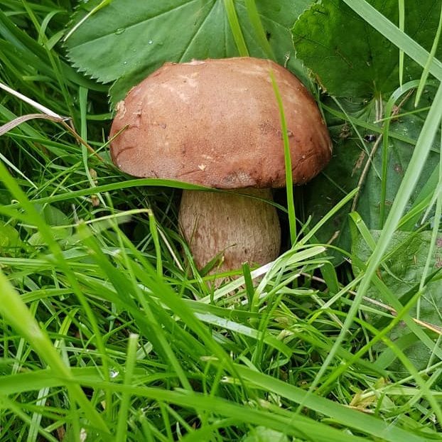 грибы