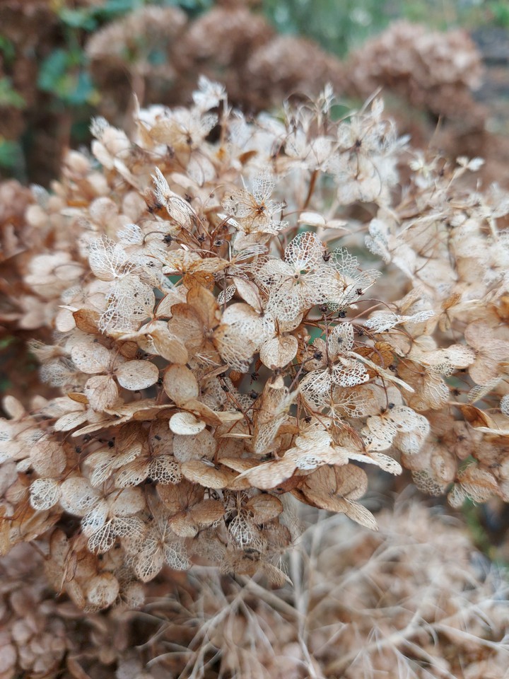 nature