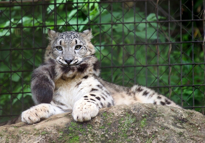 snow leopard